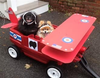 dog WWI fighter pilots costumes