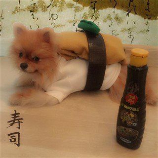 Pomeranian Costume Winner 2016- 1st Runner Up