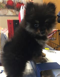 12 week old Pom puppy