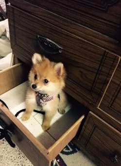 Pomeranian puppy acting silly