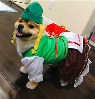 Dog in October Fest costume