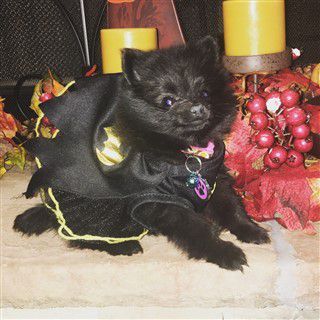 2016 Pomeranian costume contest - Winner - Costume Most Befitting