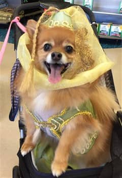 Pomeranian dog in genie costume