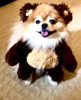 dog teddy bear Halloween costume