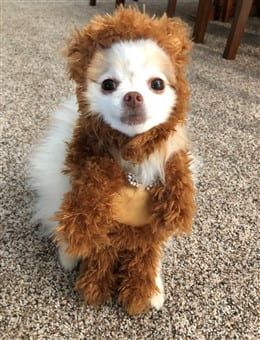 Pomeranian bear costume for Halloween