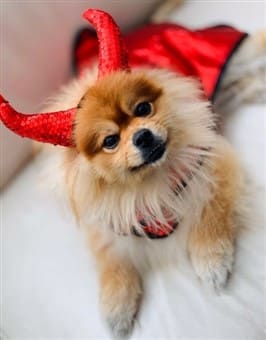 Pomeranian red Halloween costume
