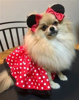 Pom 1st Runner Up - Minnie mouse costume