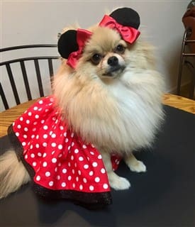 Pomeranian Minnie Mouse costume