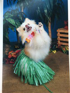 winner - Pomeranian costume most enthusiastic