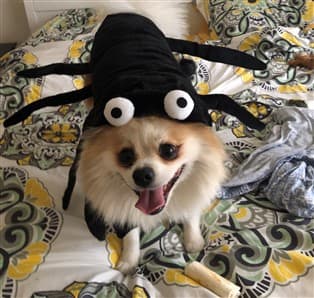 Pomeranian in spider costume