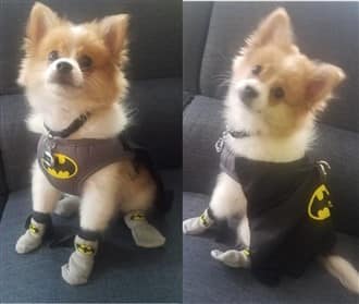 Pomeranian dog in Batman costume