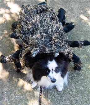Pomeranian spider costume for Halloween