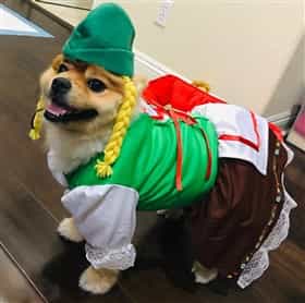 2018-petpom-halloween-most-amusing-costume