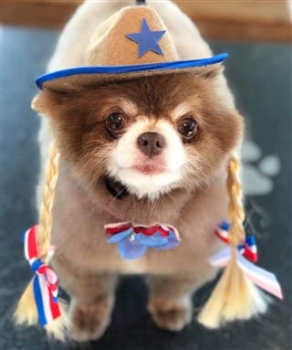 2019 Cutest Costumed Pom