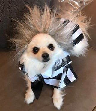 2019 PetPom Most Amusing Costume winner