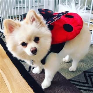 Pomeranian lady bug costume