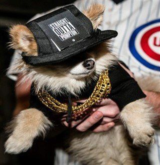 winner - most amusing costume on pomeranian