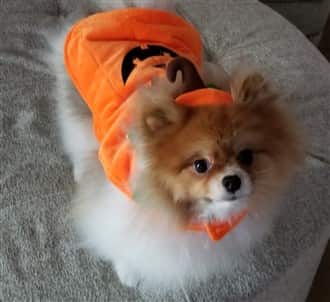 soft pumpkin costume on dog