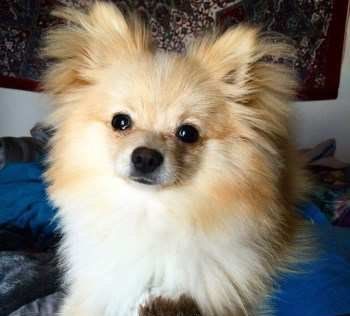 10 month old male Pomeranian puppy