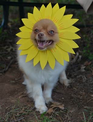 Sunflower costume on Pomeranian dog