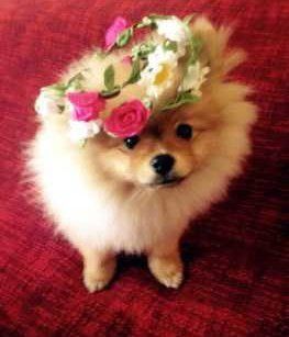 Pomeranian puppy wearing a hat