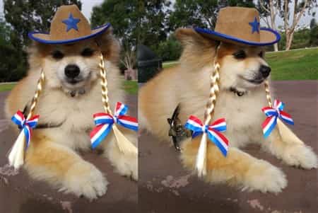 Pomeranian cowgirl outfit for Halloween
