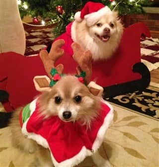 dog Santa outfits