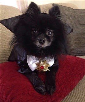 Pomeranian in Dracula costume