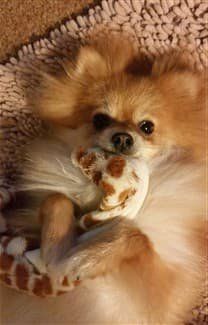 pomeranian-puppy-holding-toy