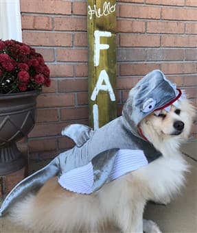 Shark Halloween costume for dog