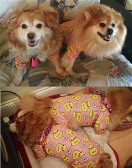 Dog PJ costume for Halloween
