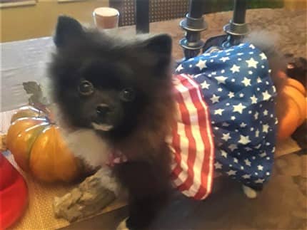 Pomeranian in American dress outfit