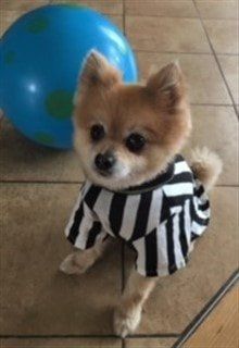 Pom referee dog costume