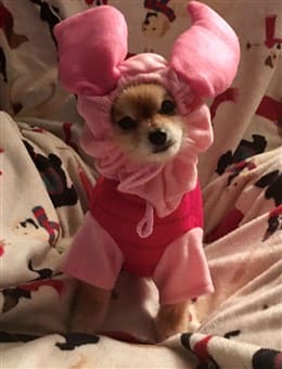 Piglet costume for small dog, Pomeranian