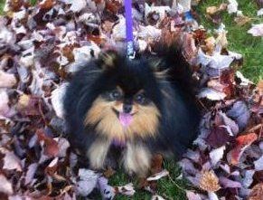 Pomeranian in a pile of leaves