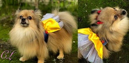 Snow White costume on Pomeranian