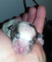 newborn Pomeranian with pink nose