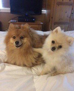 Two Poms