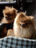 two Pomeranians together