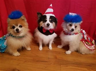 Poms dressed as Dr. Seuss and Thing One