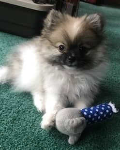 3 month old Pomeranian puppy