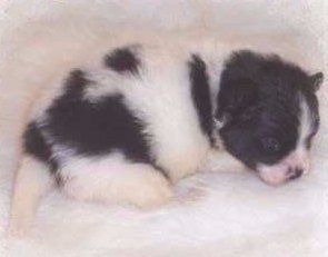 3 week old newborn Pomeranian