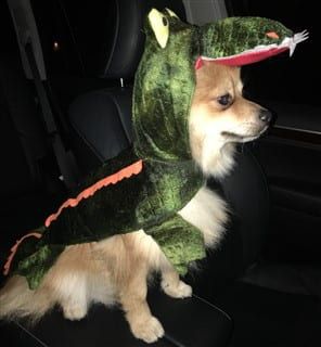 Pom alligator costume