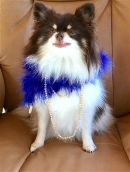 Pomeranian party costume for Halloween