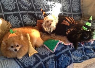 31 Trio of dogs with Halloween hats