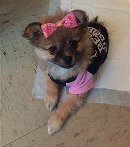 female Pom puppy