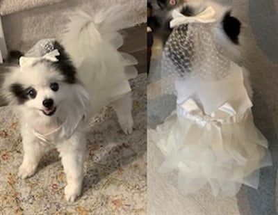 bride costume for Pomeranian