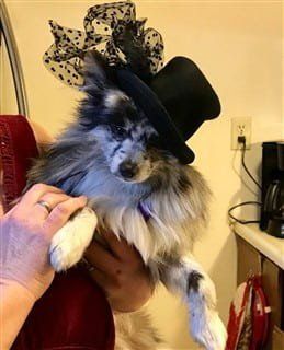 Pomeranian fancy hat