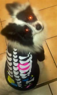 pomeranian-skeleton-halloween-costume