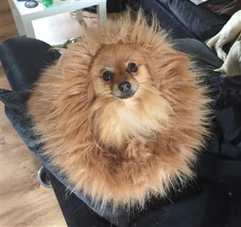 Pomeranian hedgehog costume